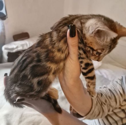 Bengalisches Mädchen