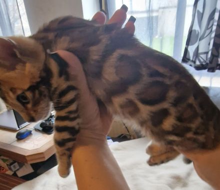 Bengalisches Mädchen