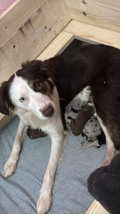 Miniatur Australien Shepard