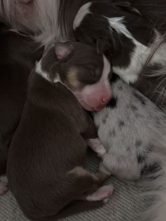 Miniatur Australien Shepard