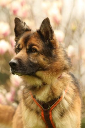 Barny sucht ein erfahrenes und strukturiertes Zuhause..