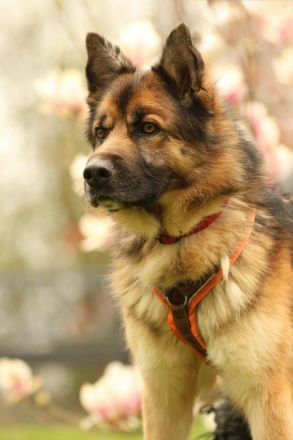 Barny sucht ein erfahrenes und strukturiertes Zuhause..