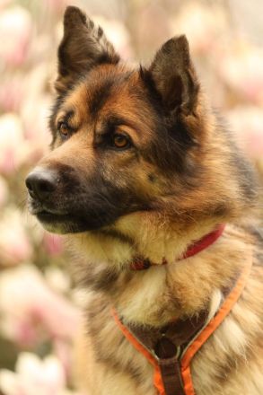 Barny sucht ein erfahrenes und strukturiertes Zuhause..