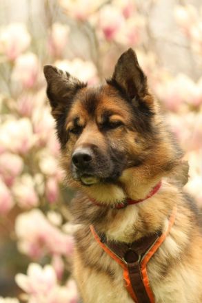 Barny sucht ein erfahrenes und strukturiertes Zuhause..