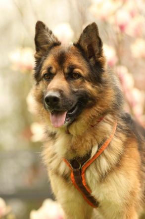 Barny sucht ein erfahrenes und strukturiertes Zuhause..