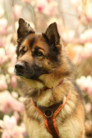 Barny sucht ein erfahrenes und strukturiertes Zuhause..