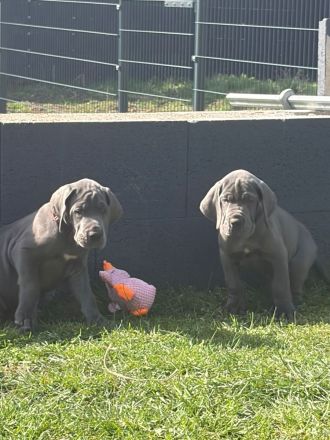 Deutsche Dogge Welpe in blau Reinrassig Hund