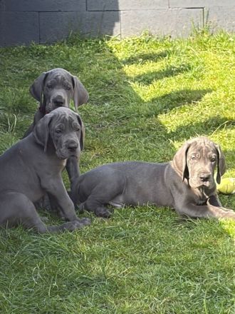 Deutsche Dogge Welpe in blau Reinrassig Hund