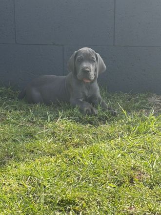 Deutsche Dogge Welpe in blau Reinrassig Hund