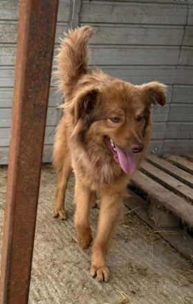 Ramon sucht sein Für-immer-Zuhause