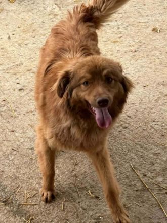 Ramon sucht sein Für-immer-Zuhause