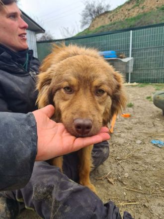 Ramon sucht sein Für-immer-Zuhause