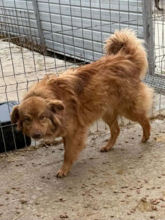 Ramon sucht sein Für-immer-Zuhause