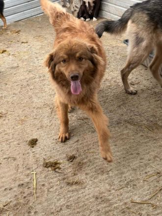 Ramon sucht sein Für-immer-Zuhause