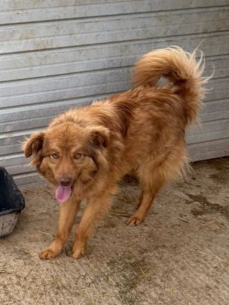 Ramon sucht sein Für-immer-Zuhause