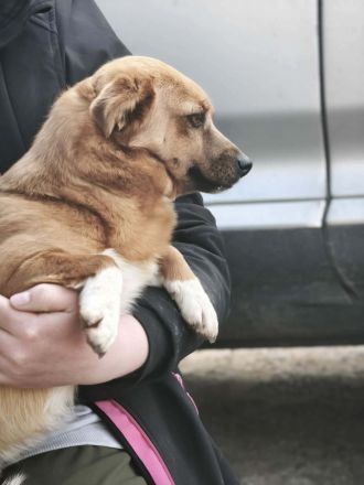 Zira sucht ihr Für-immer-Zuhause