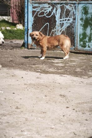 Zira sucht ihr Für-immer-Zuhause
