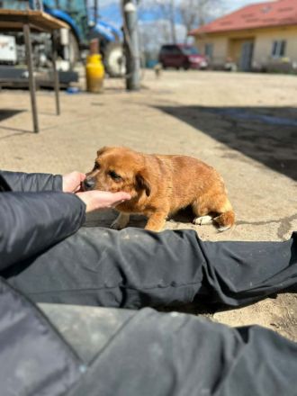 Zira sucht ihr Für-immer-Zuhause