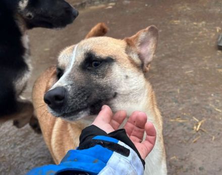 Hummel sucht ihr Für-immer-Zuhause