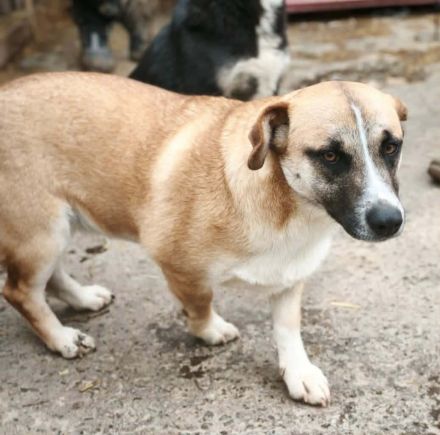 Hummel sucht ihr Für-immer-Zuhause