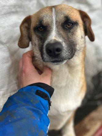 Hummel sucht ihr Für-immer-Zuhause