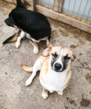 Hummel sucht ihr Für-immer-Zuhause
