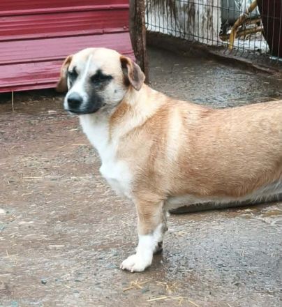 Hummel sucht ihr Für-immer-Zuhause