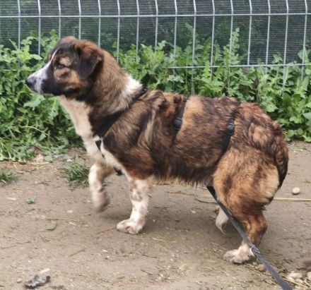 Pebbles sucht sein Für-immer-Zuhause