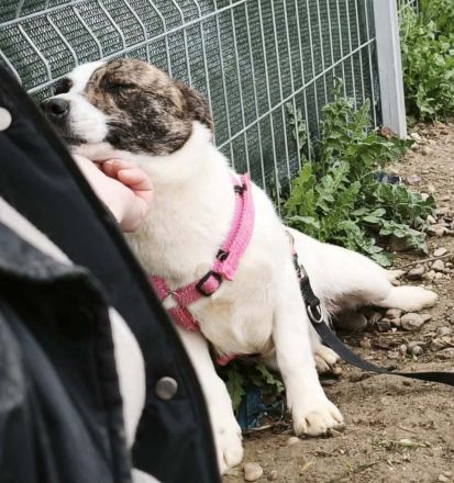 Pam sucht ihr Für-immer-Zuhause