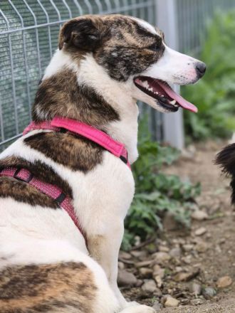 Pam sucht ihr Für-immer-Zuhause