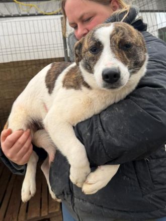 Pam sucht ihr Für-immer-Zuhause