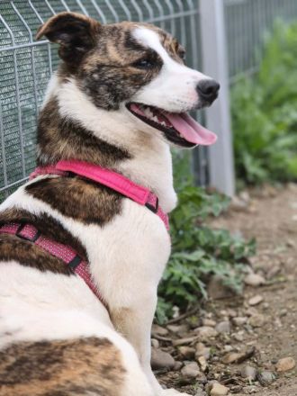 Pam sucht ihr Für-immer-Zuhause