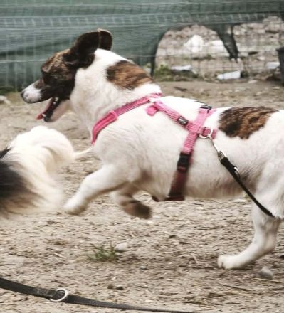 Pam sucht ihr Für-immer-Zuhause