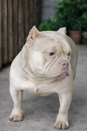 American Bully