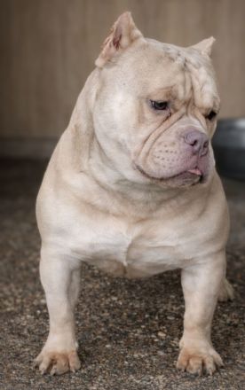 American Bully