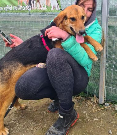 Grisu sucht sein Für-immer-Zuhause