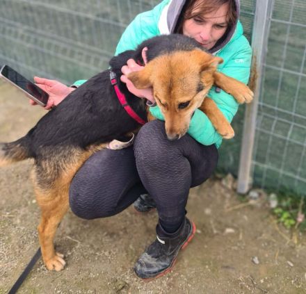 Grisu sucht sein Für-immer-Zuhause