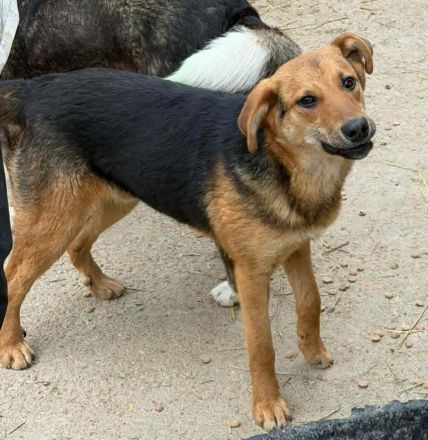 Grisu sucht sein Für-immer-Zuhause