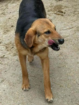 Grisu sucht sein Für-immer-Zuhause