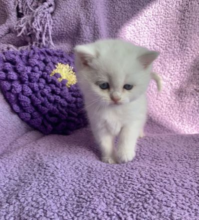 BKH Chinchilla Kitten mit Stammbaum