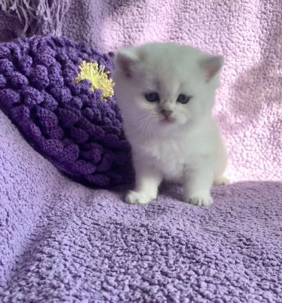 BKH Chinchilla Kitten mit Stammbaum