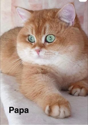 BKH Chinchilla Kitten mit Stammbaum