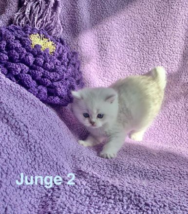 BKH Chinchilla Kitten mit Stammbaum