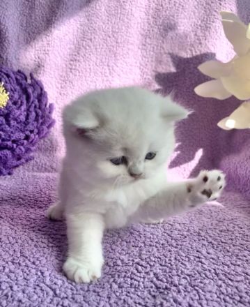 BKH Chinchilla Kitten mit Stammbaum