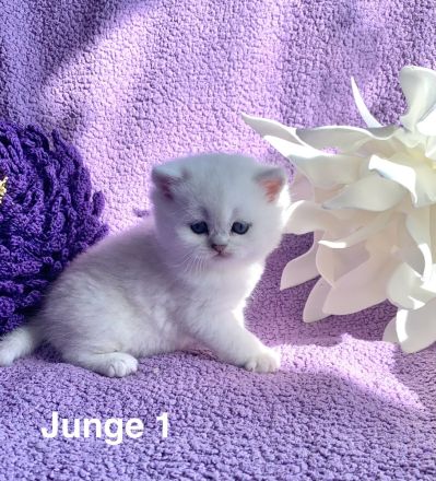 BKH Chinchilla Kitten mit Stammbaum