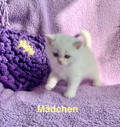 BKH Chinchilla Kitten mit Stammbaum