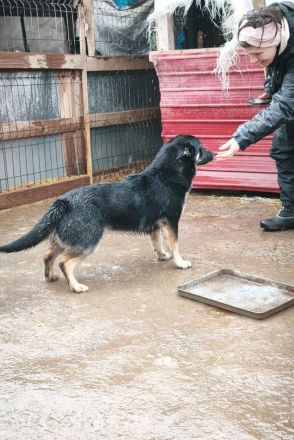 Jax sucht sein Für-immer-Zuhause