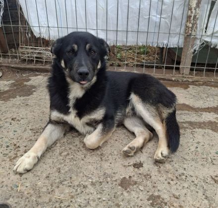 Jax sucht sein Für-immer-Zuhause