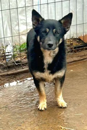 Jax sucht sein Für-immer-Zuhause