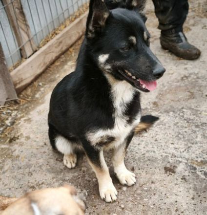 Jax sucht sein Für-immer-Zuhause